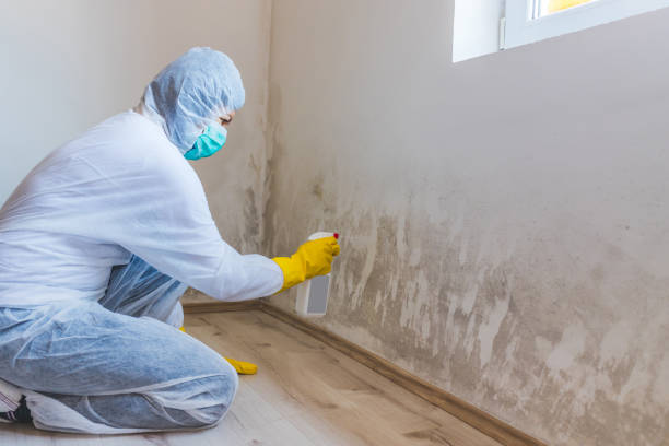 Licensed Basement Mold Remediation service in Rockton, PA - WQB Mold Removal