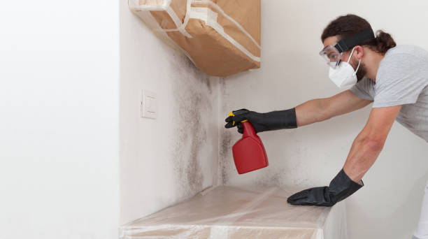 Professional Basement Mold Remediation technician working in Rockton, PA