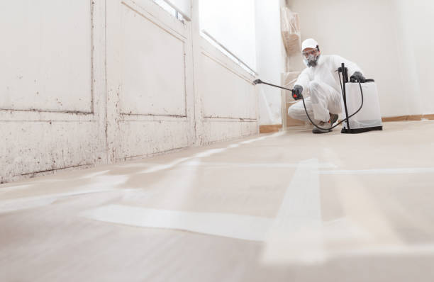 24/7 Emergency Basement Mold Remediation experts in Rockton, PA