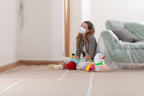 Reliable Basement Mold Remediation contractor in Rockton, PA by WQB Mold Removal