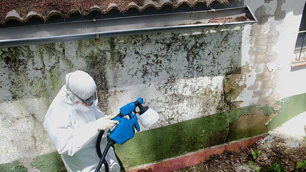 Top rated local Basement Mold Remediation specialists in Rockton, PA